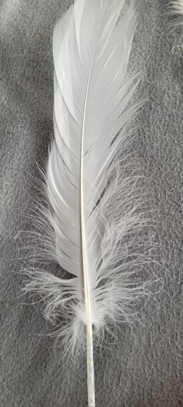 Veren - 1 grote witte penveer - Gans - 20 cm