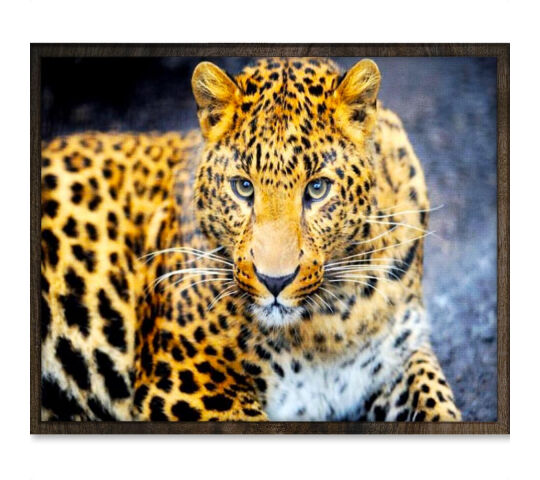 Diamond paintingset  / Tijger /luipaard / 40x50cm