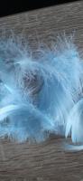 veren veertjes / klein / licht blauw - dons/ decoratie