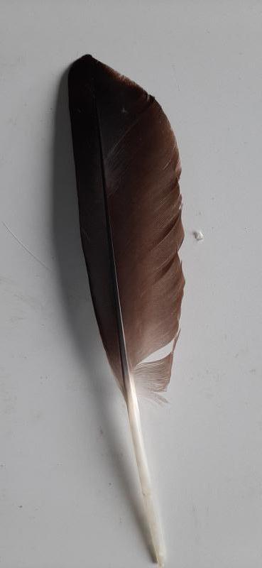 veren -  bruine penveer/ zeemeeuw  / 17-20cm