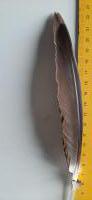 veren - grote bruine penveer/ zeemeeuw  / 20- 23cm