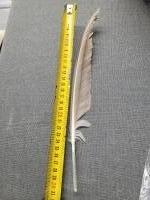 veren - grote bruine penveer/zeemeeuw >26 cm