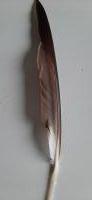veren - grote bruine penveer/ zeemeeuw  / 25 - 29 cm