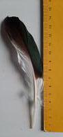 veren / bruin wit - groen/  14 -16 cm