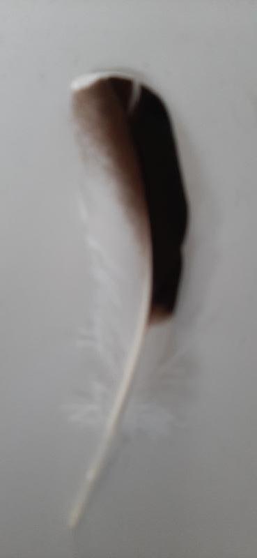 veren -  bruin witte zeemeeuw veertjes  / 11-14 cm
