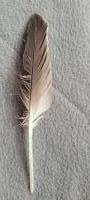 veren - bruinwitte zeemeeuw veertjes  / 14-17cm