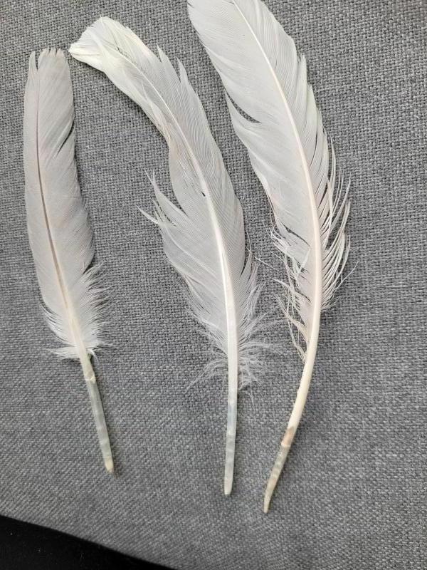 3 Veren/ witgrijze/ meeuw/ 15-17cm