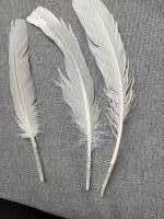 3 Veren/ witgrijze/ meeuw/ 15-17cm