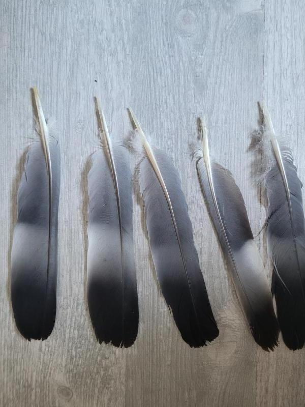 Veren - Duiven - Duif - 5 stuks - ca 18 cm