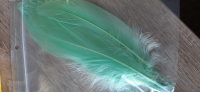 Veren - 5 lichtgroene ganzen veren/ 15-20 cm