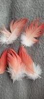5 x donsveren Papegaai- vogel rood 3-5 cm