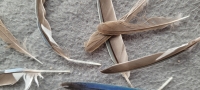 10 x kleine pen veren blauwbruine papegaai